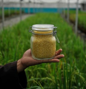 Genetically engineered Golden Rice grown in a facility in Los Baños, Laguna Province, in the Philippines.
