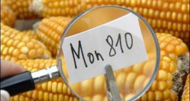 El Consejo de Estado ha anulado la medida de emergencia adoptada por decreto de 16 de marzo 2012 por el Gobierno francés, que suspendió el cultivo del maíz MON 810.